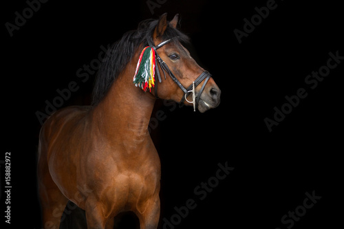 Bay hutsul stallion portrait on black background photo