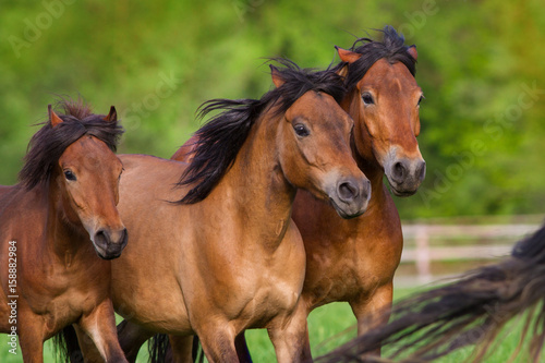 Horses portrait in motion in herd