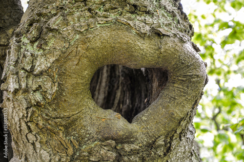 Heart shape in a tree
