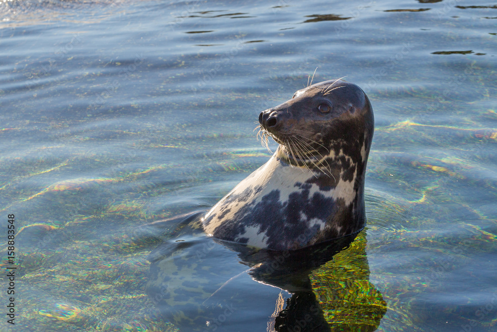 Obraz premium Seerobbe entspannt sich an der Küste