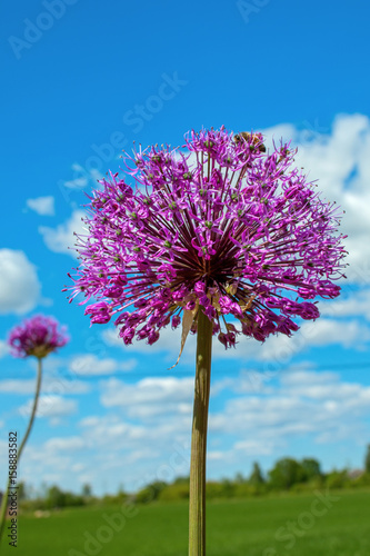 decorative onion  flower