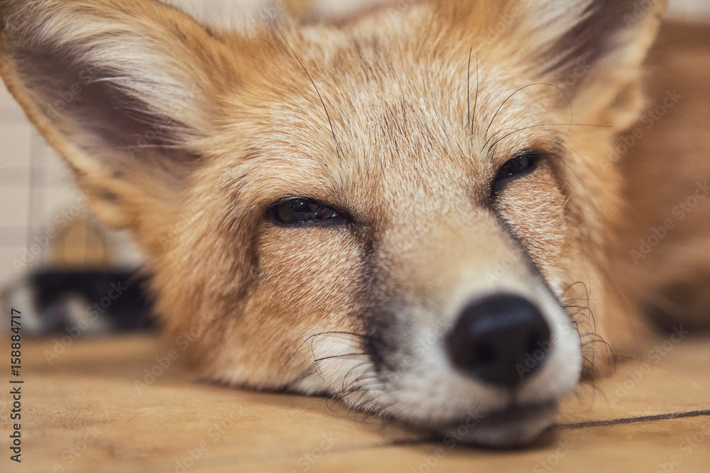 Fototapeta premium Beautiful red fox