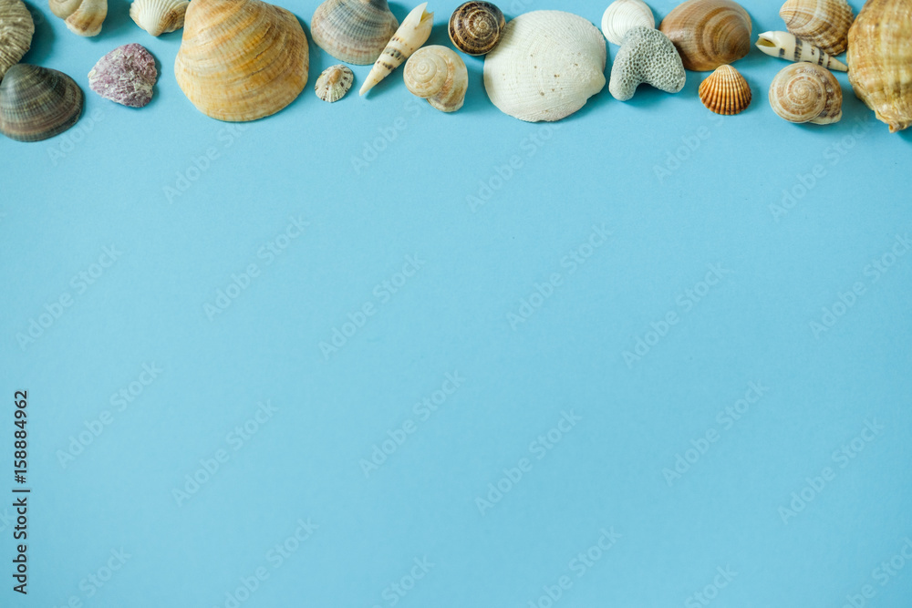Seashells on blue background