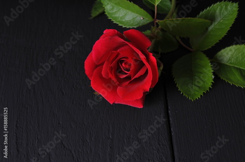 Fototapeta Naklejka Na Ścianę i Meble -  red rose on a black background