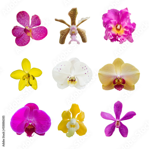 collection of various orchids isolated on white background contain white, yellow, pink and purple orchids
