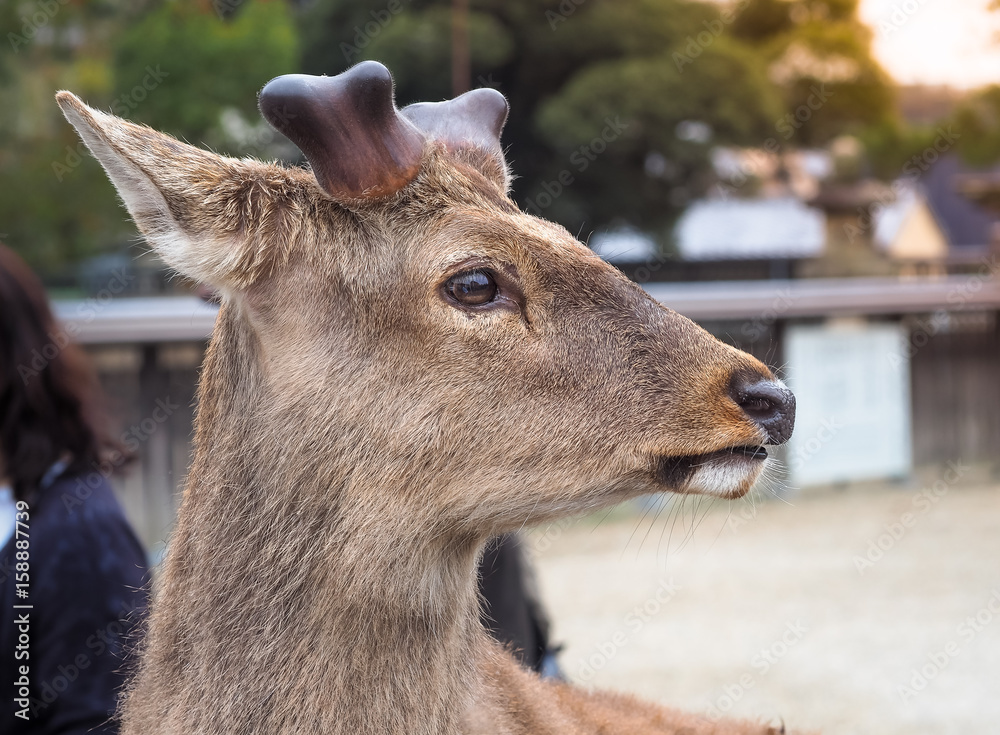 Portrait of cute deer in Nara Park, Nara City, Japan Portrait of cute deer in Nara Park, Nara City, Japan