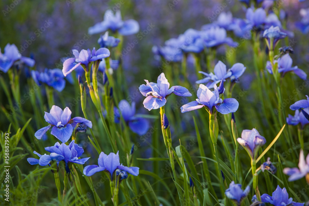A group of sun dappled blue Siberian iris.