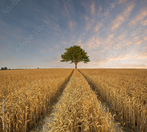 summer field wit lone tree © Mike Mareen