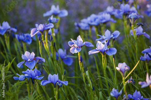 A group of sun dappled blue Siberian iris.