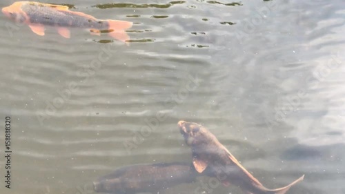 Koi Karpfen im Hamburger Stadtpark