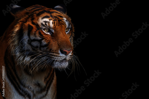 tygrys-w-czerni