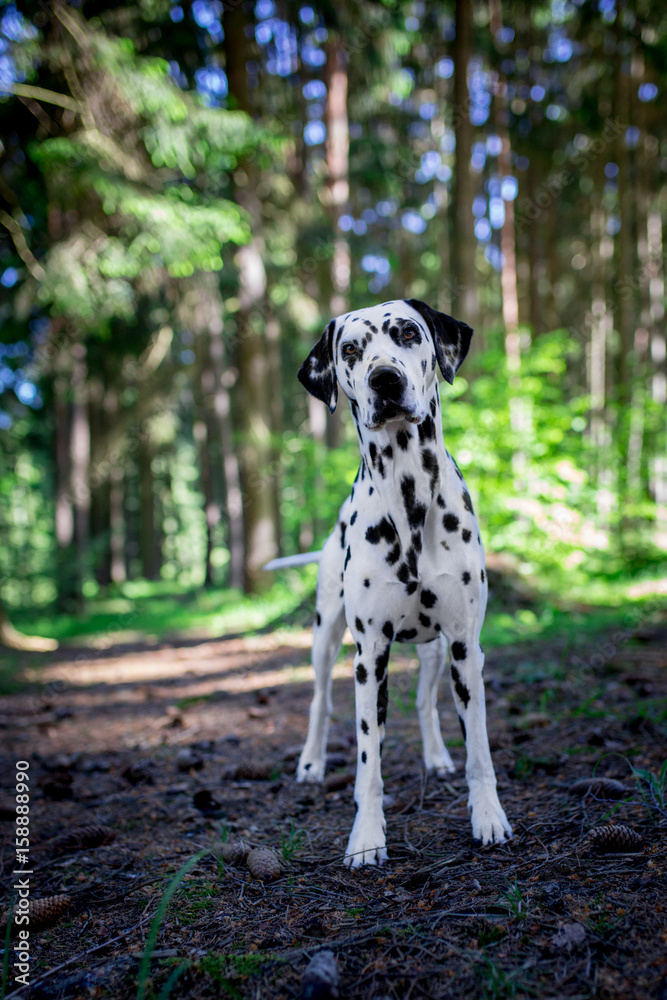dalmatian in the forest