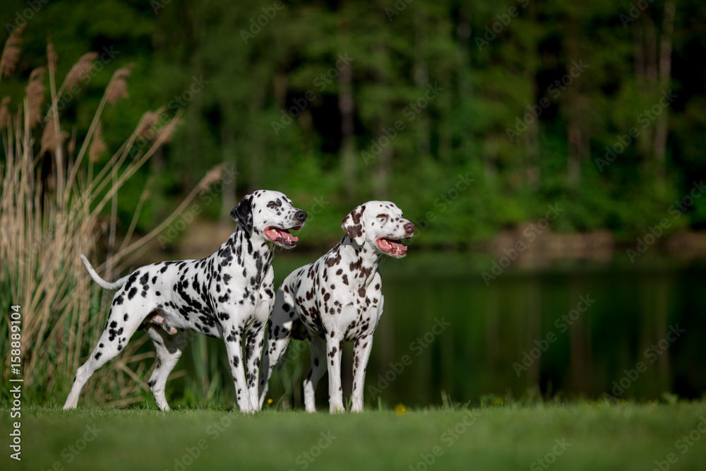 two dalmatians two dalmatians