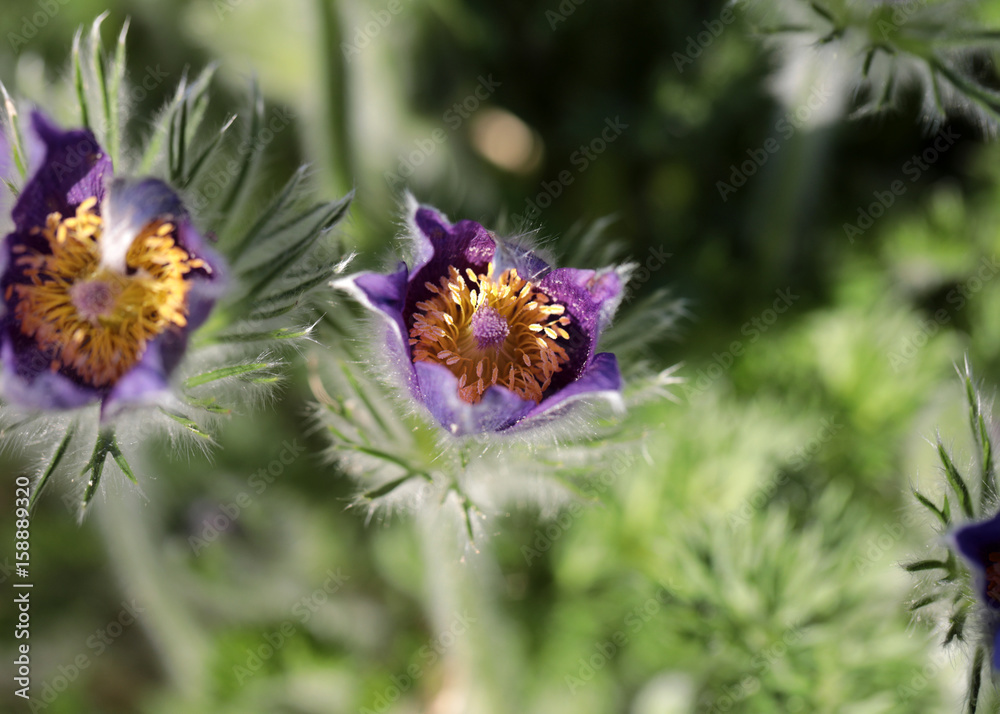 purple flower of the pasqueflower in the garden purple flower of the pasqueflower in the garden