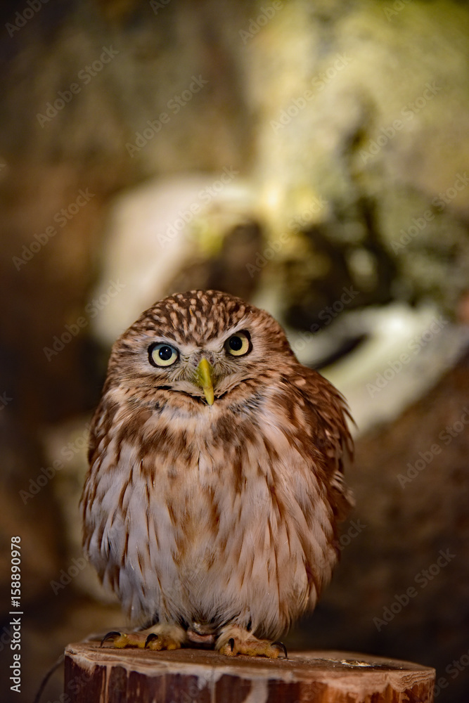 Fototapeta premium キンメフクロウ / Tengmalm's Owl