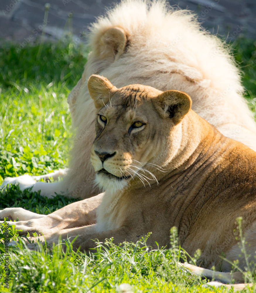 Obraz premium Lioness lies on the grass in the wild