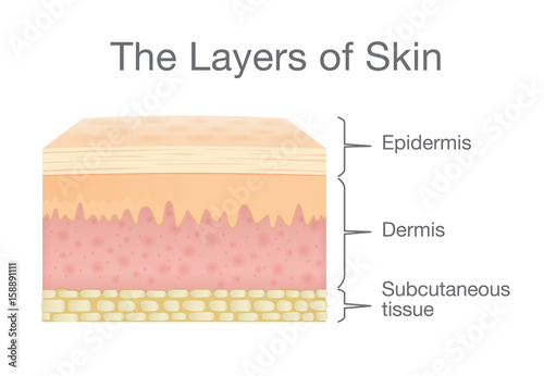 The Layer of Human Skin in vector style and components information. Illustration about medical and health. photo