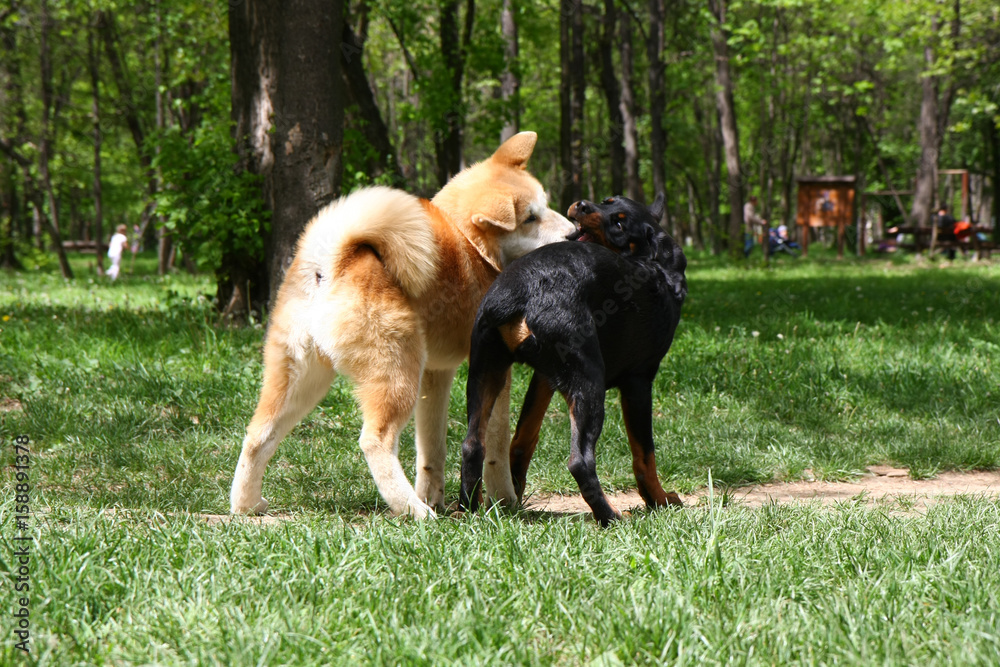 Puppies playing in public park