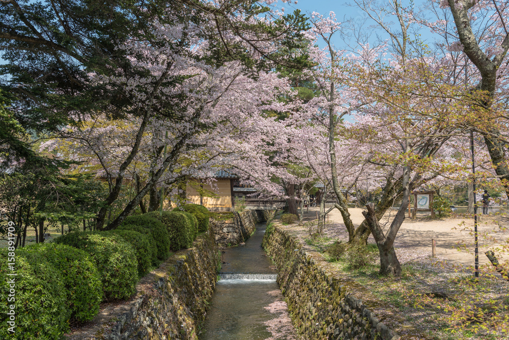 京都嵯峨野　大覚寺境内の春景色