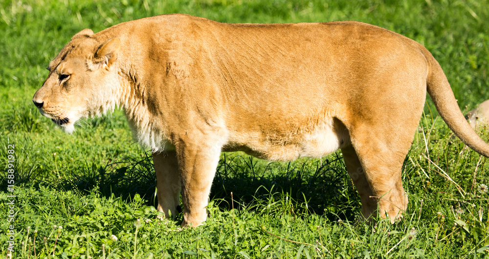Fototapeta premium Lioness on the grass in the wild