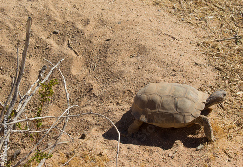 Desert turtle