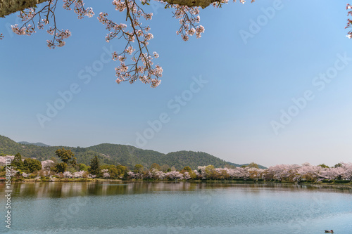 京都嵯峨野　大沢池の春景色