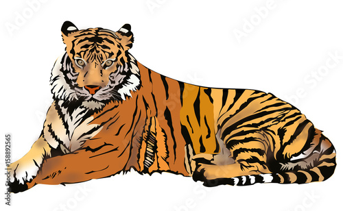 Royal Bengal Tiger illustration  isolated on white background  