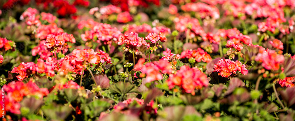 Red Flowers Background in The Garden. Panoramic Image for Skinali