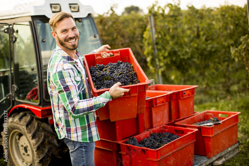 фотографія Young man harvesting red grapes in vineyard