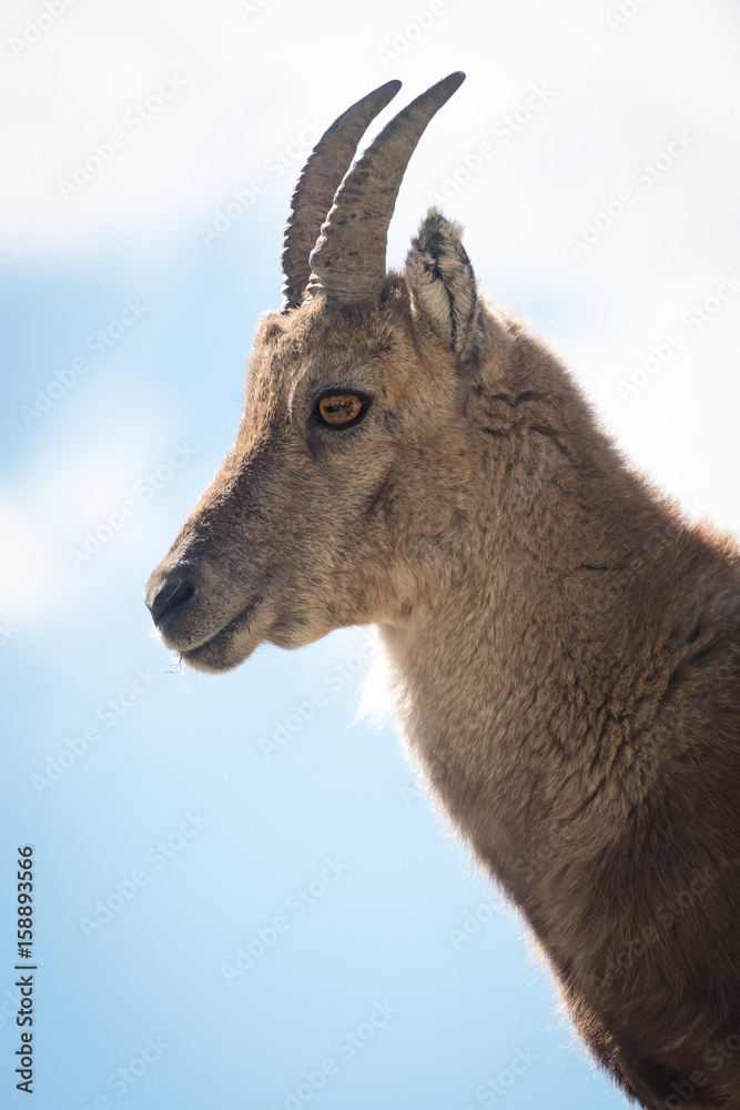 Bouquetin - mercantour