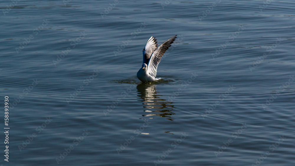 Fototapeta premium bird