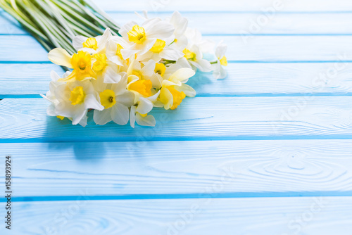 Fototapeta Naklejka Na Ścianę i Meble -  Spring Easter background with fresh white and yellow daffodils (narcissus) flowers close up on blue wooden planks. Copy space for text, top view, flat lay.