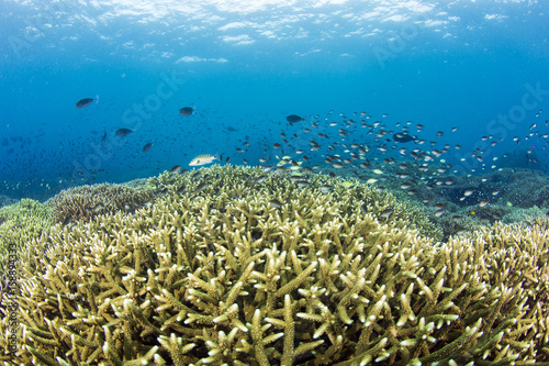 Staghorn coral reef