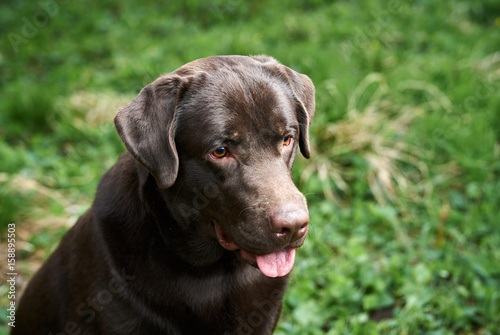 Wallpaper Mural Dog labrador, brown labrador, dog on the street Torontodigital.ca