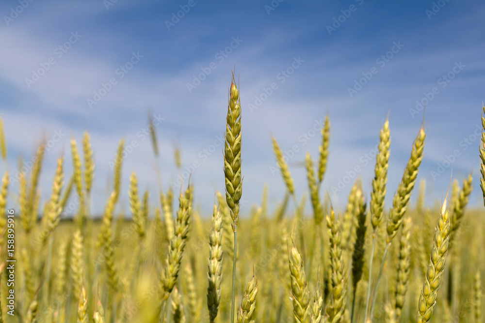 ears of wheat ears of wheat