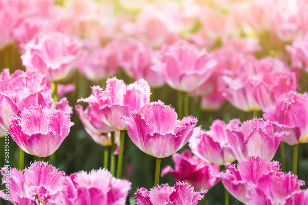 Colorful spring pink tulip flowers with sunlight as a background Colorful spring pink tulip flowers with sunlight as a background