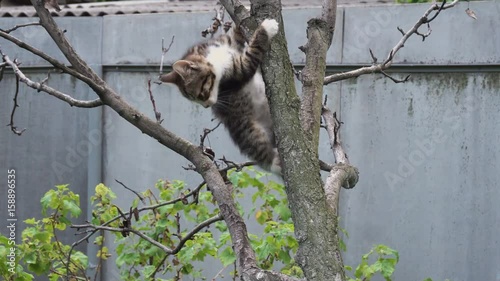Tabby kitten trying to down a tree
