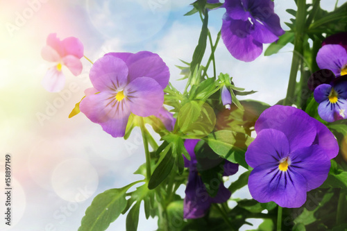 Blue colored pansy flowers against a light background