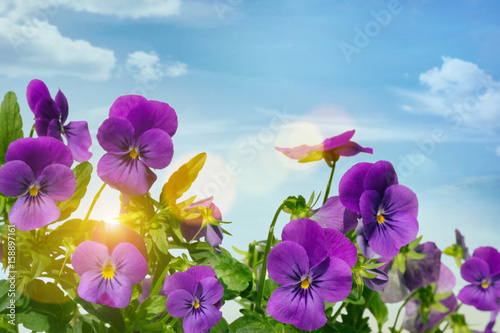 Purple violets against a sky background