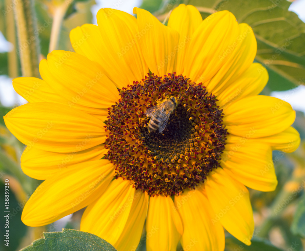 Obraz premium bee sits on a yellow flower closeup background