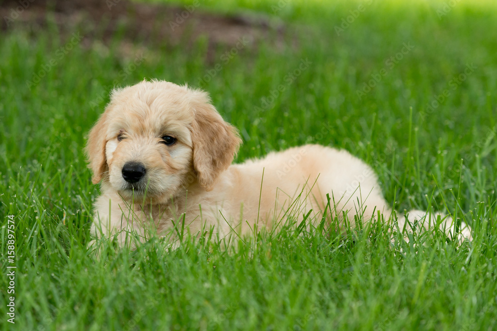 Eight week old golden retriever puppy relaxing in lush grass Eight week old golden retriever puppy relaxing in lush grass