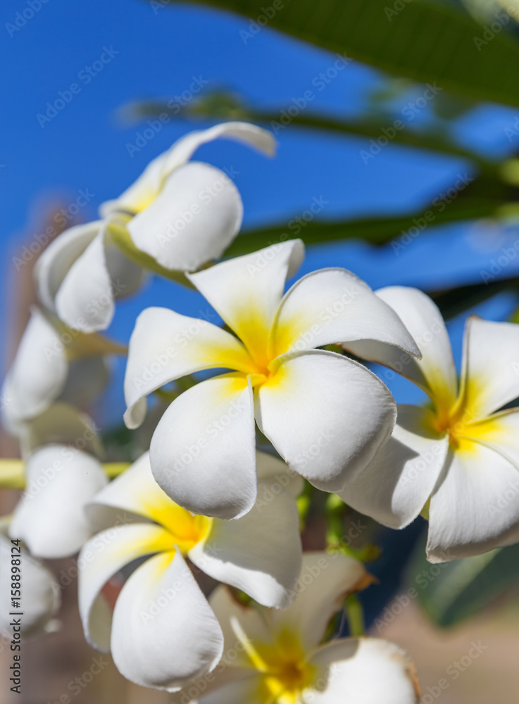 Fototapeta premium Blossom frangipani plumeria flower tree