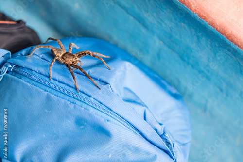 massive wolf spider on the backpack