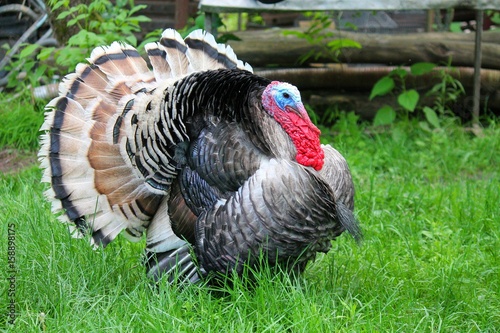 beautiful Turkey with red - blue head walking on the green grass