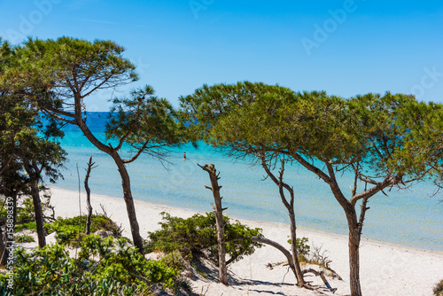 Pine trees and turquoise water in Alghero