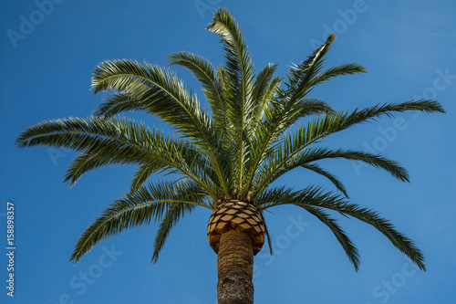 Palme unter wolkenlosem Himmel