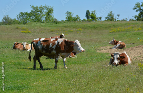 Small herd of cows graze on the slope of hill