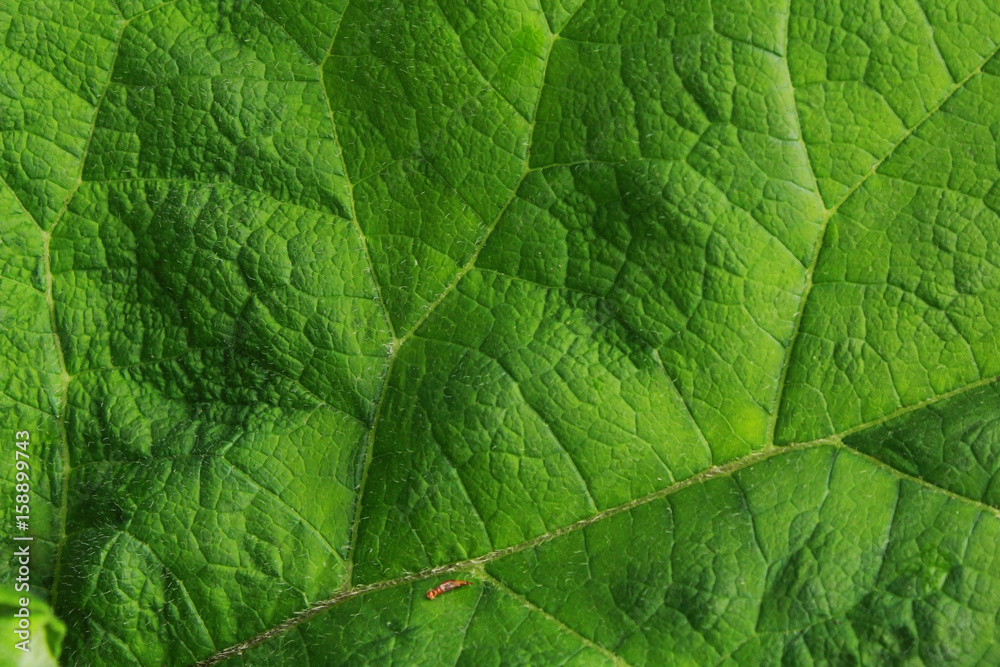 Big green burdock leaf close-up Big green burdock leaf close-up