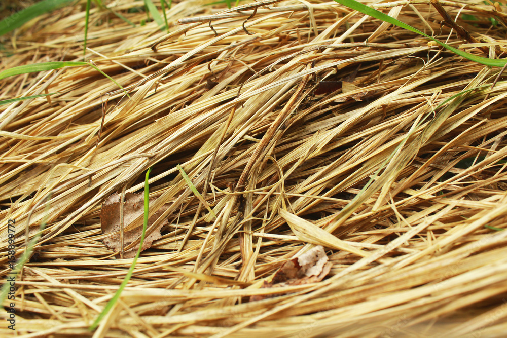 Dry, not sheared, last year's grass. Close-up. Dry, not sheared, last year's grass. Close-up.
