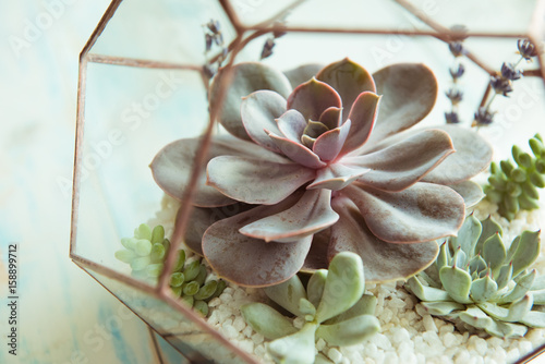 Glass flower pot, form of a dodecahedron with Echeveria and aloe